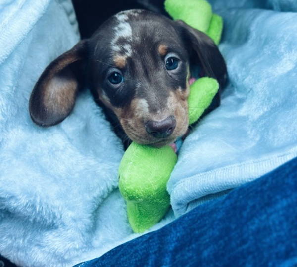 Rolo