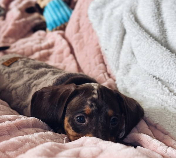 Rolo