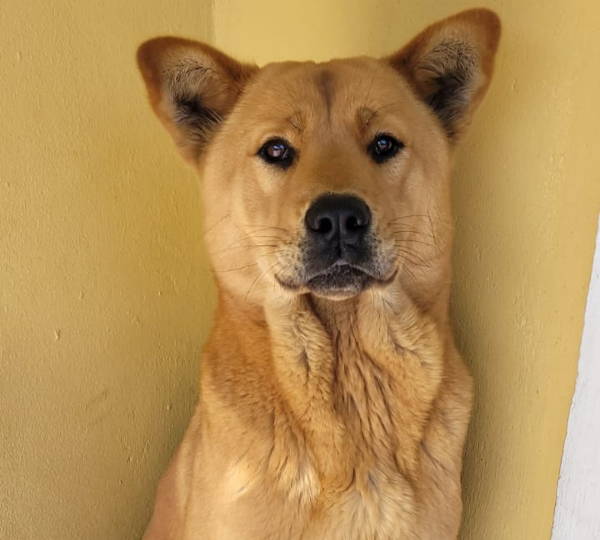 Biscuit