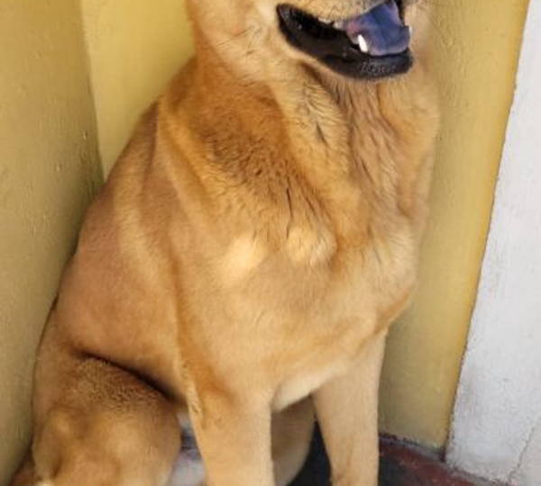 Biscuit