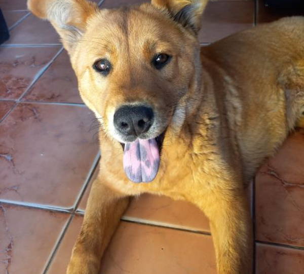 Biscuit
