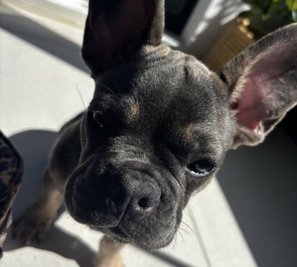 Duke