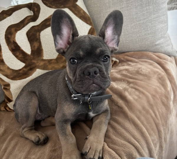 Duke