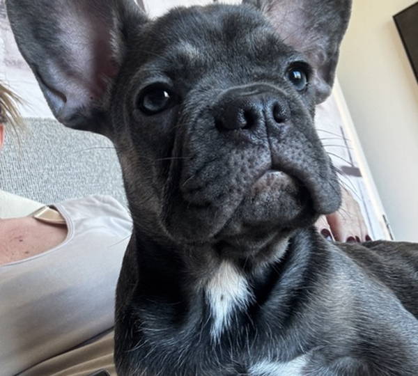 Duke