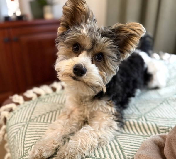 Ollie