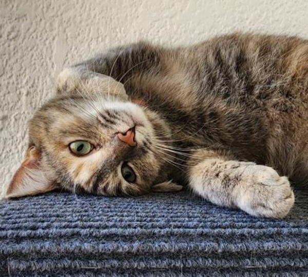 Luna