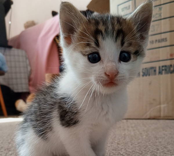 Gizmo