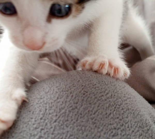 Gizmo