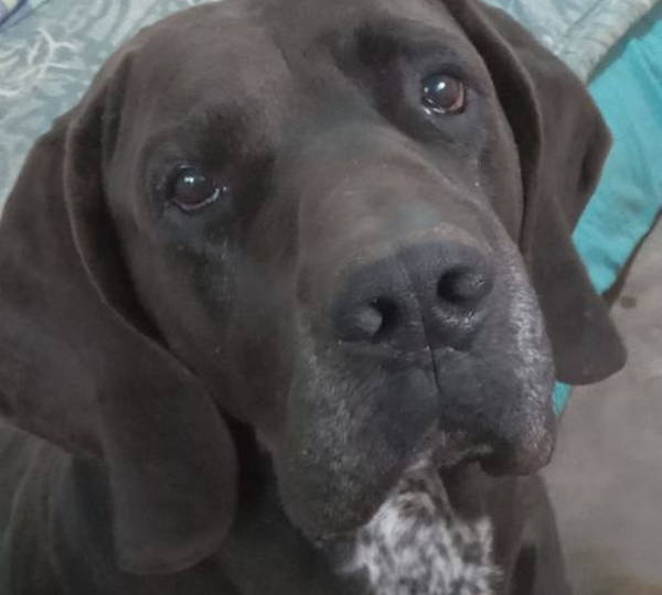 Bruno 
