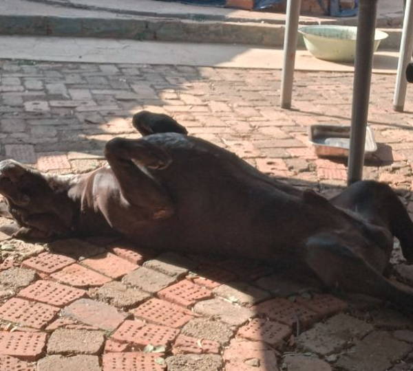 Bruno 