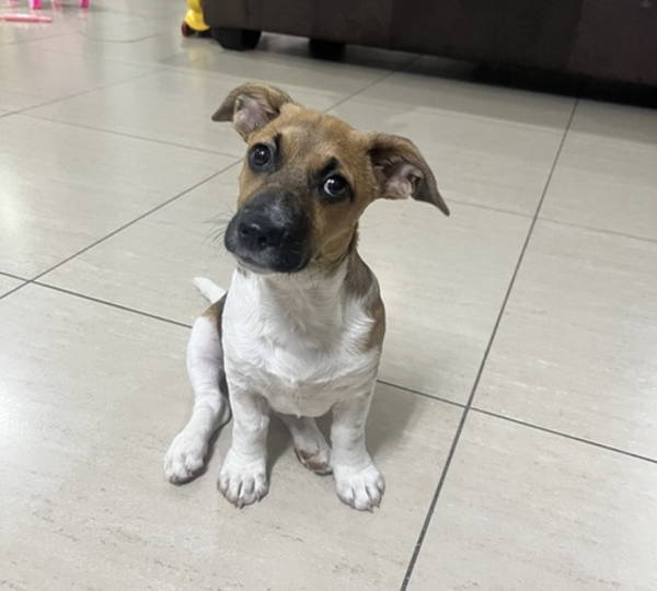 Mia
