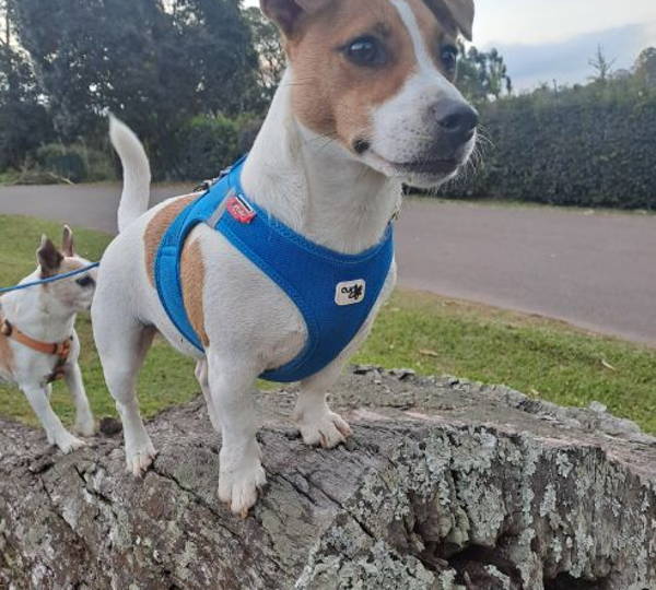 Floki