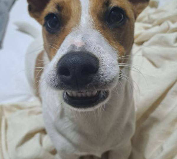 Floki