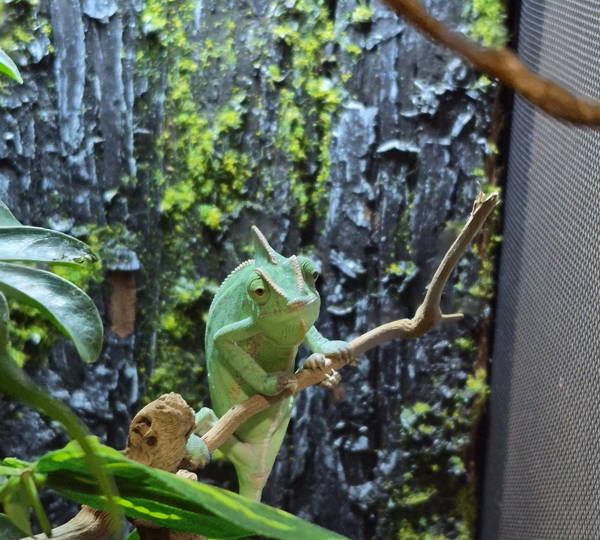 Yoshi