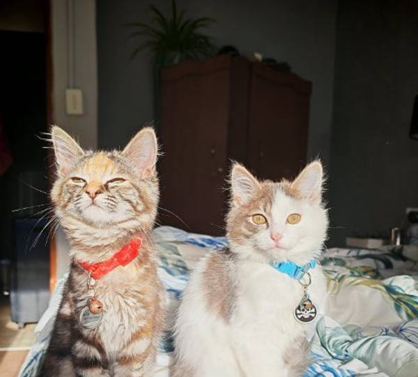 Nyx & Nemo