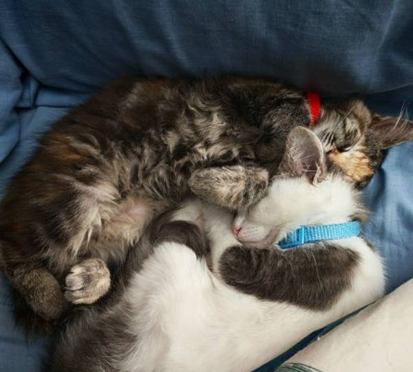 Nyx & Nemo