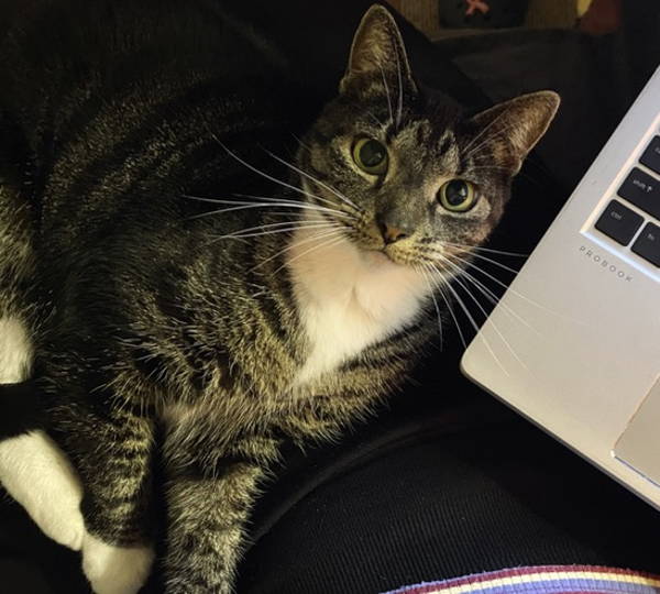 Nala