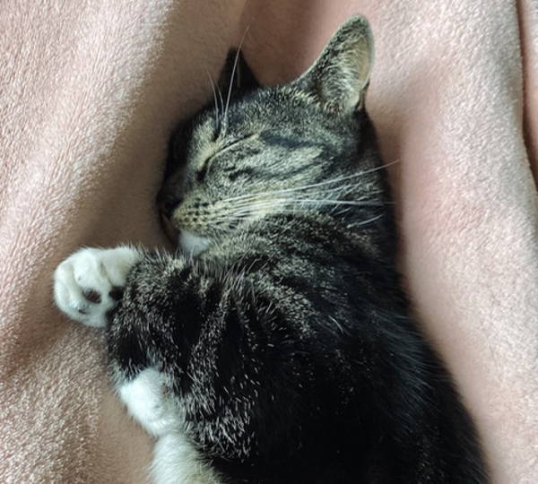 Nala