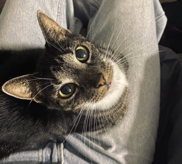 Nala