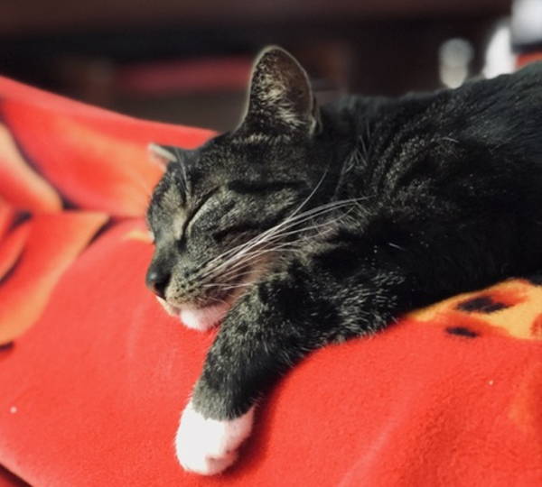 Nala