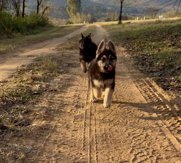 Koda & Atlas