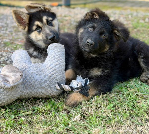 Koda & Atlas
