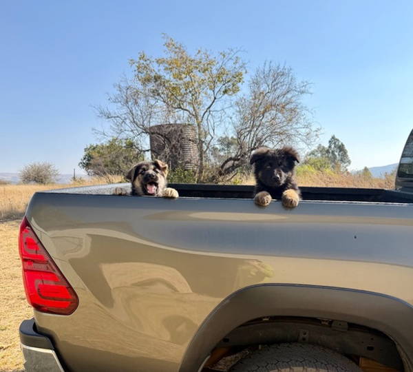 Koda & Atlas