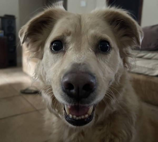 Lily
