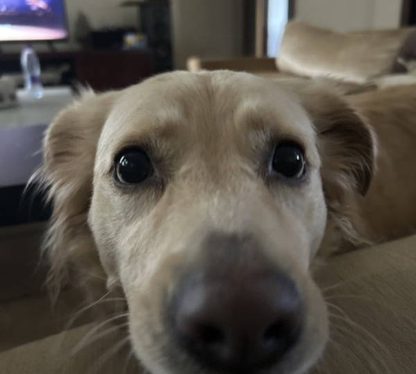 Lily