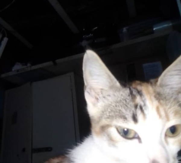 Mimi