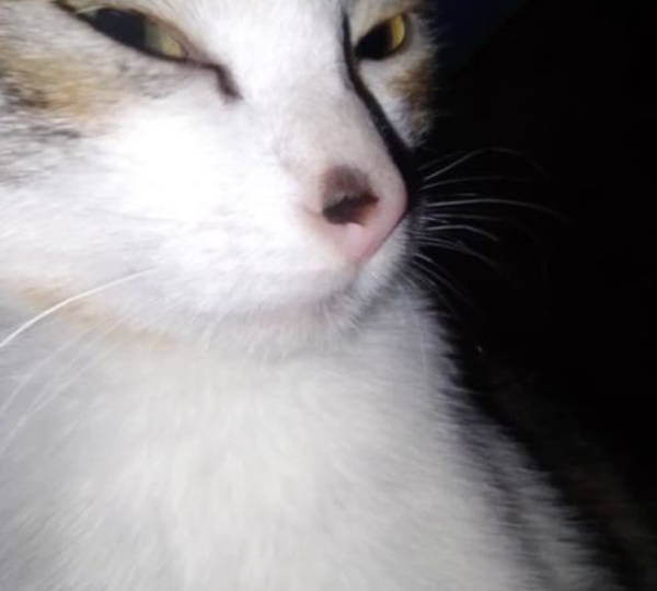 Mimi