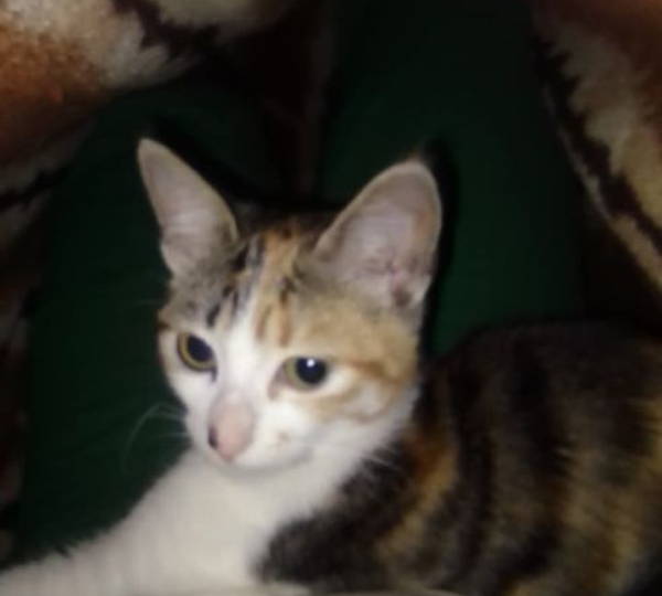 Mimi