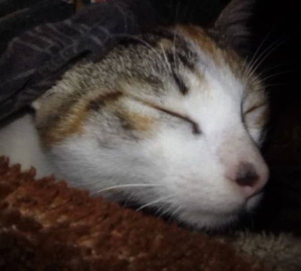 Mimi