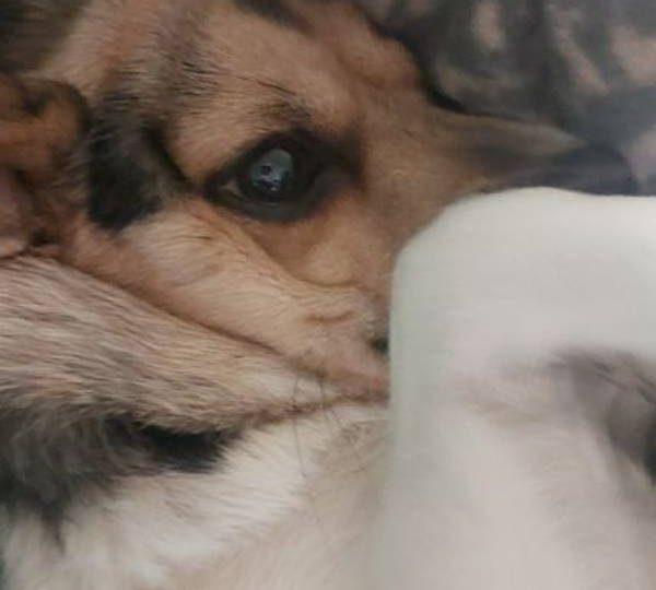 Lola
