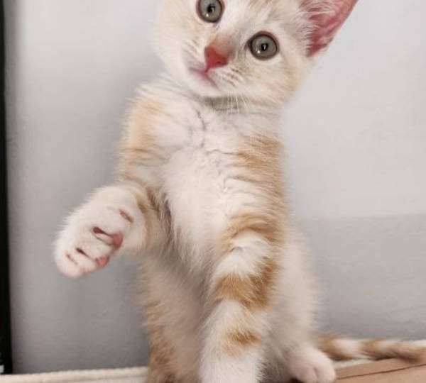 Simon