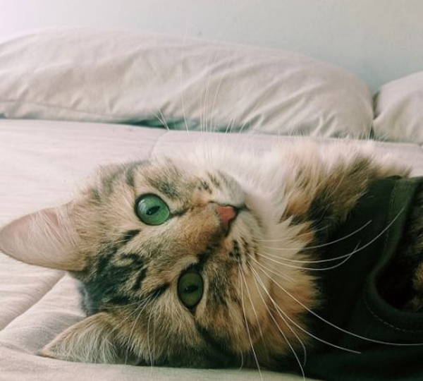 Jasper