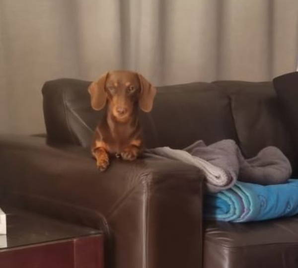 Milo