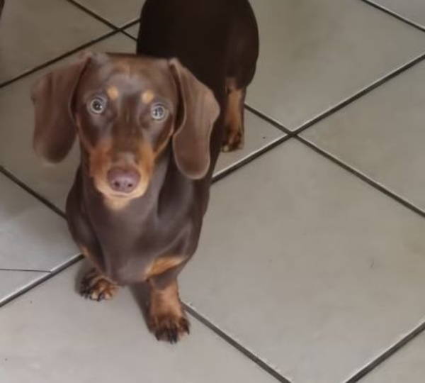 Milo