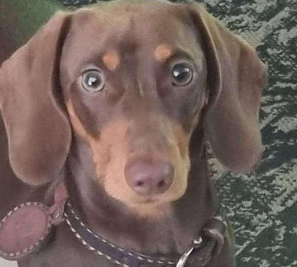 Milo