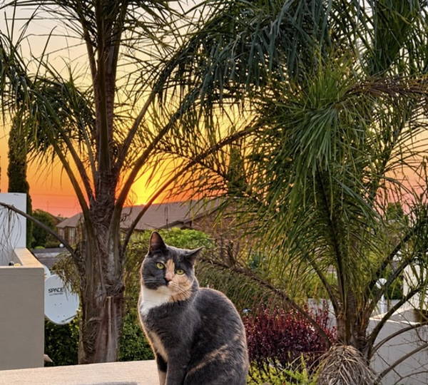 Maya