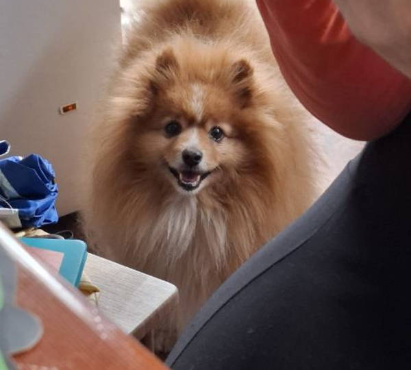 Loki
