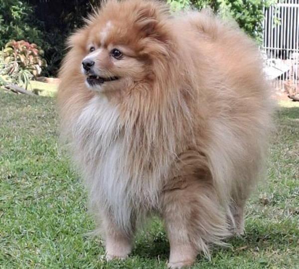 Loki