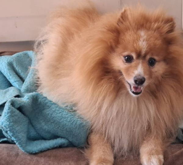 Loki