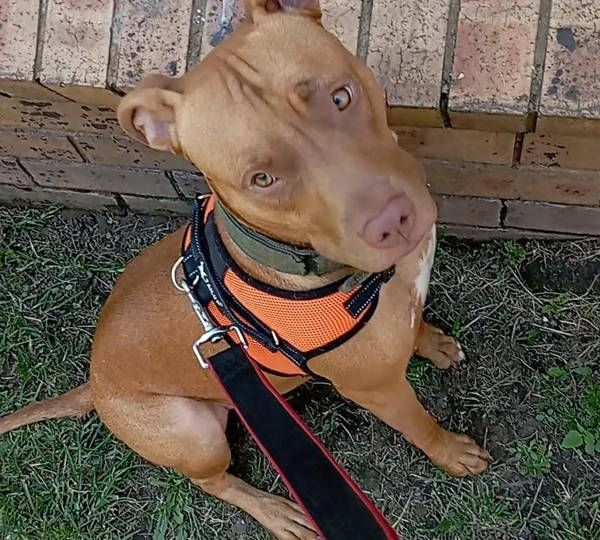 Bella