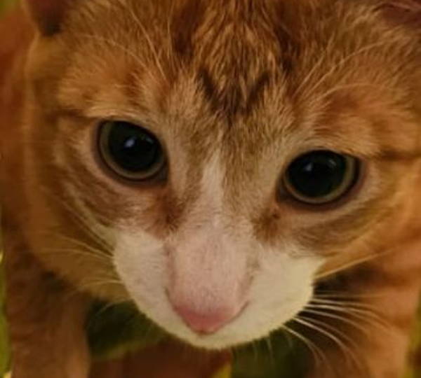 Coco