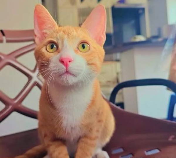Coco
