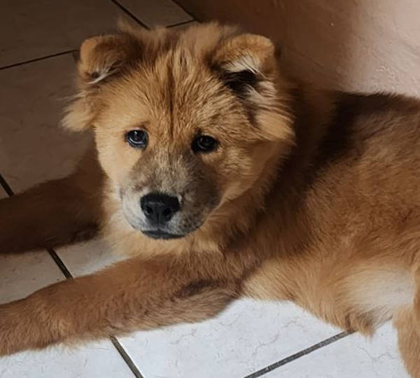 Lady Luna