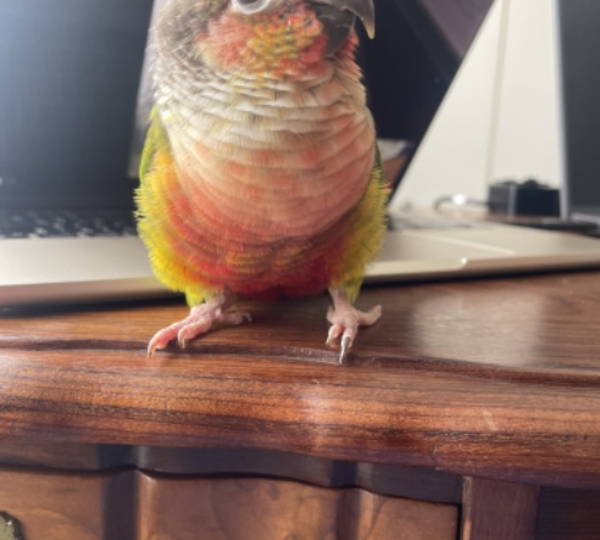 Harley