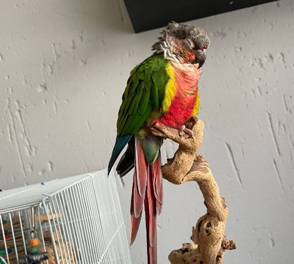 Harley