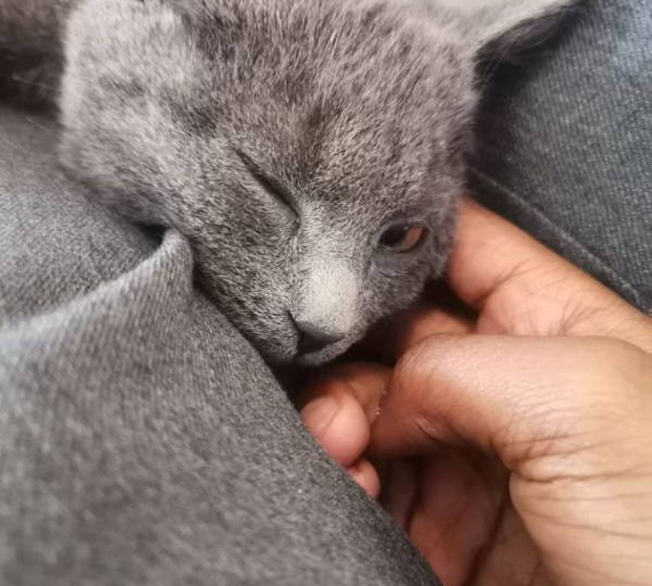 Indigo